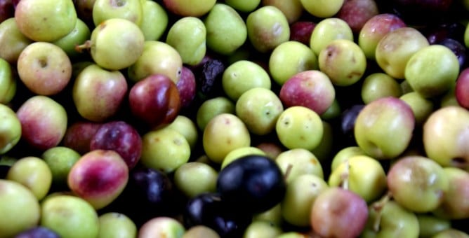 Olivas recogidas en la Cooperativa Agrícola San Bartomeu, en Sóller (Mallorca).