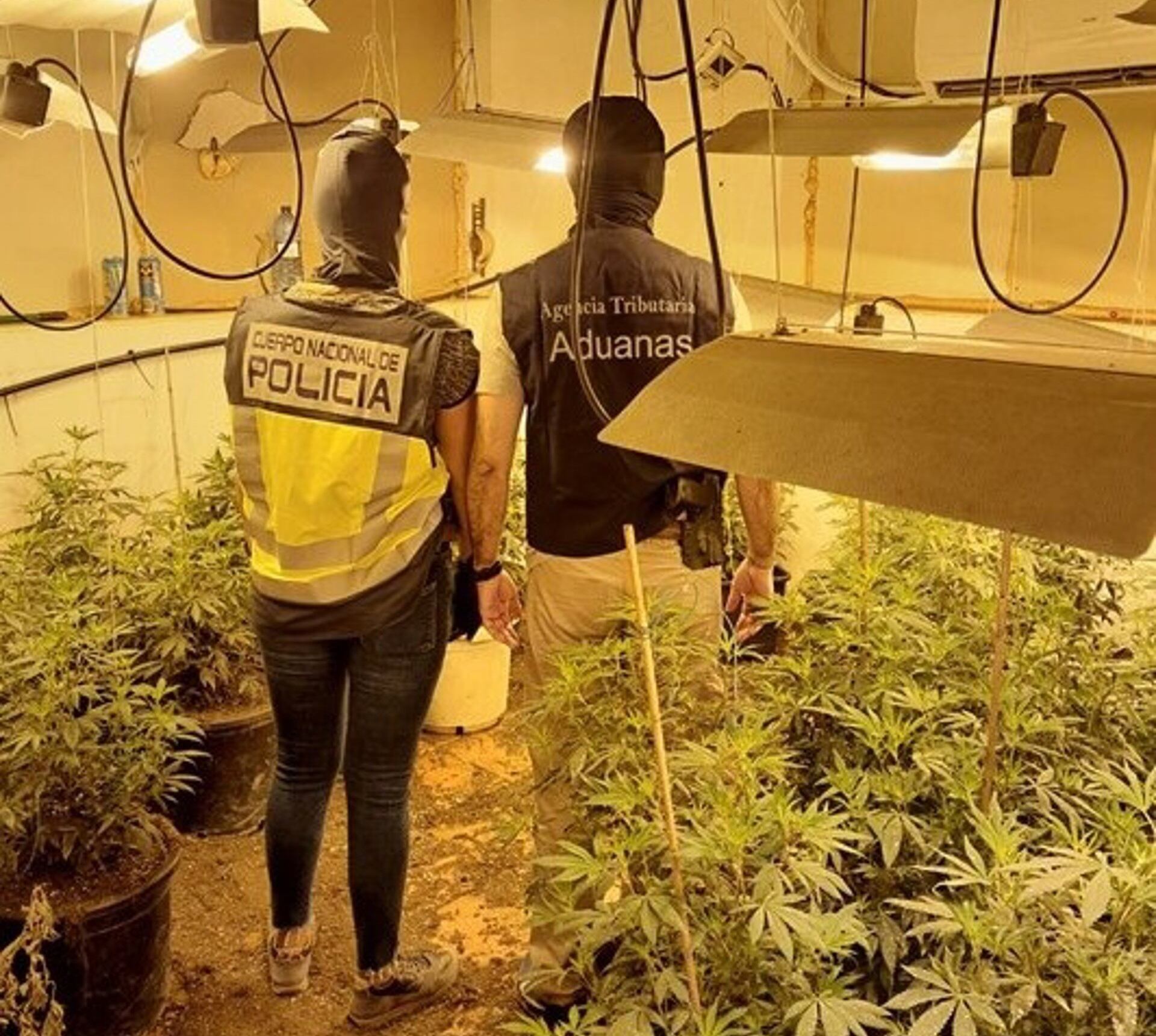 Desmantelado un cultivo de marihuana con casi 150 plantas oculto en una finca de Cartagena