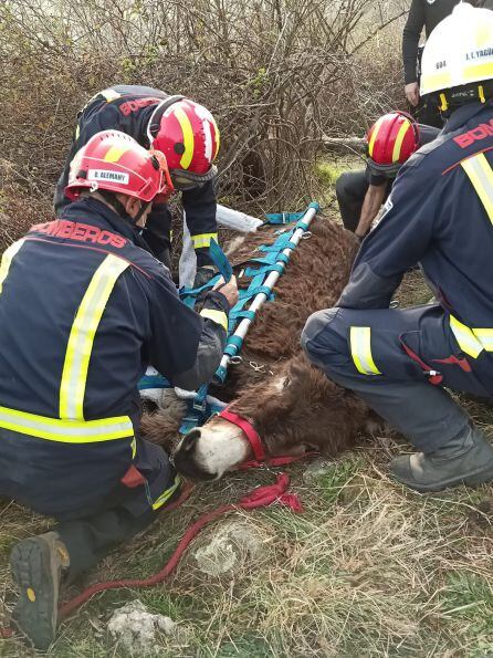 Un veterinario durmió a Olivia para que no se asustase durante el rescate.