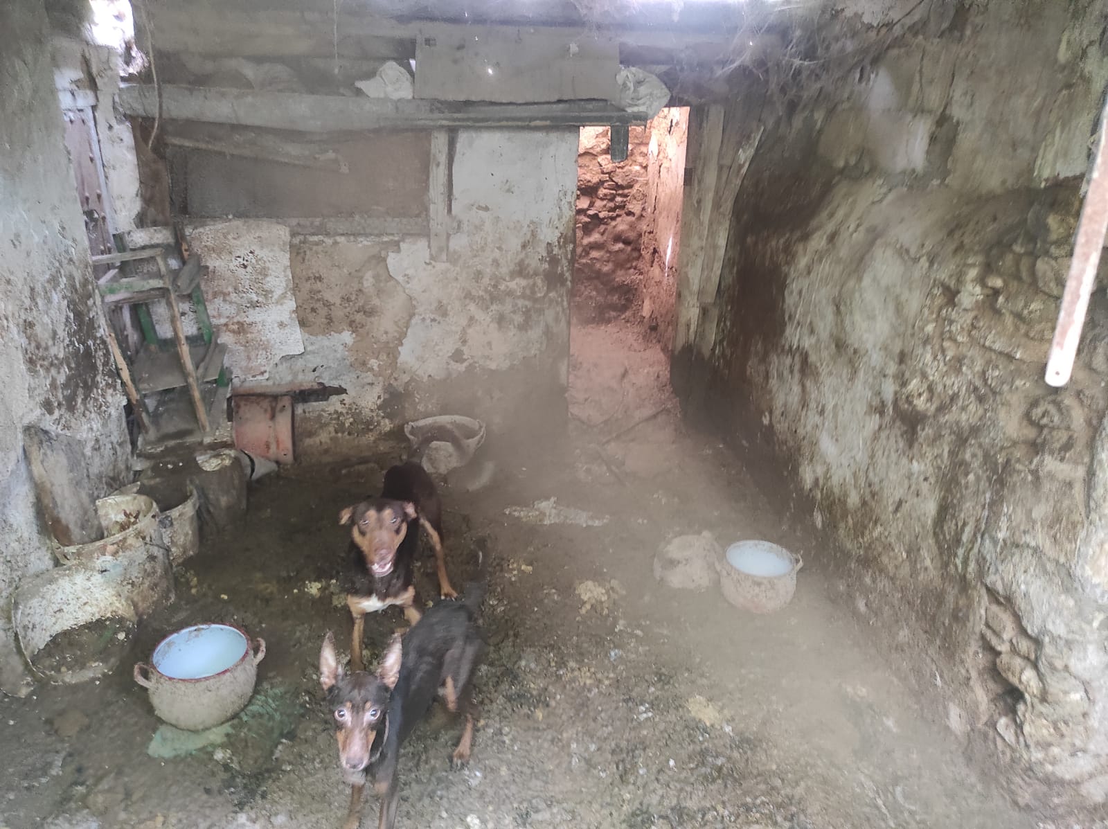 Los perros fueron encontrados por los agentes policiales en una vivienda abandonada