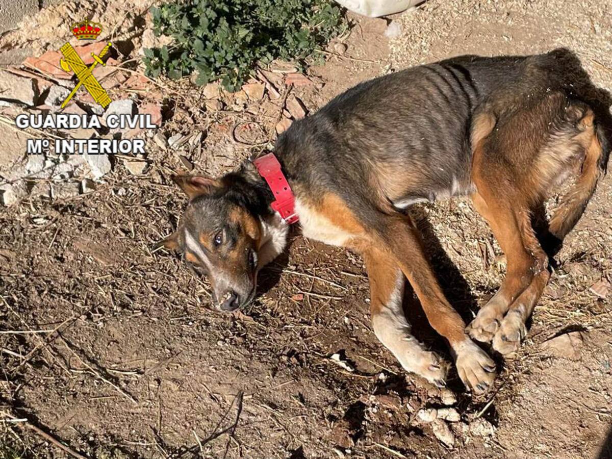 El SEPRONA investiga un delito de abandono de animales domésticos en El Pobo de Dueñas