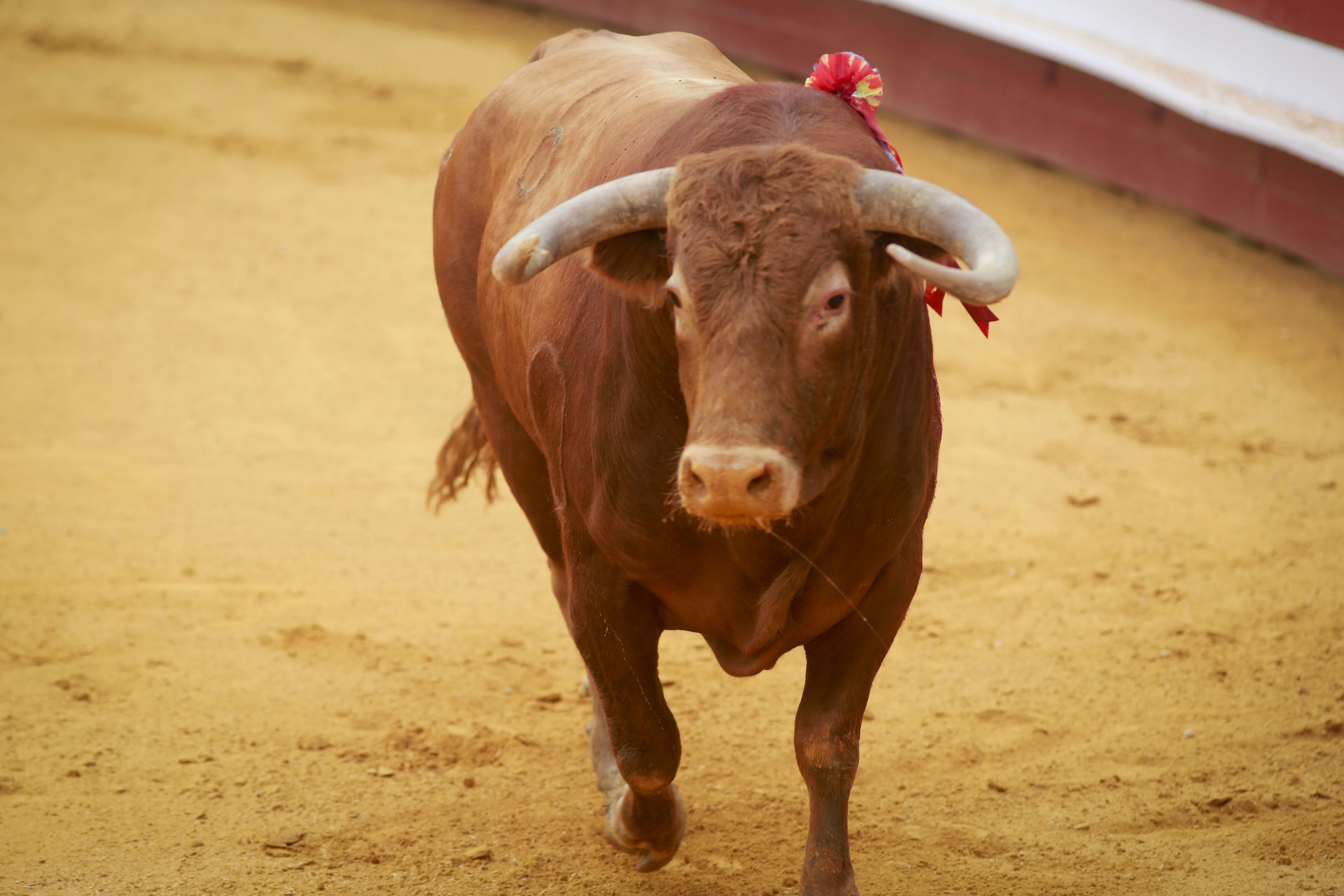 La Comunidad de Madrid ya dijo que no prohibirá el toro de cajón de Ciempozuelos