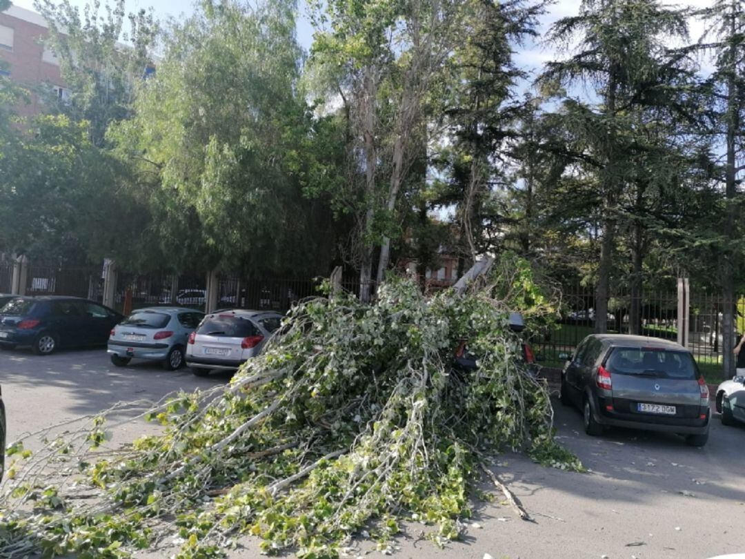 Se ha cerrado y desalojado durante unos minutos el parque municipal &quot;Marcos Ortiz&quot; en Totana por la caída de un árbol que ha dañado dos vehículos