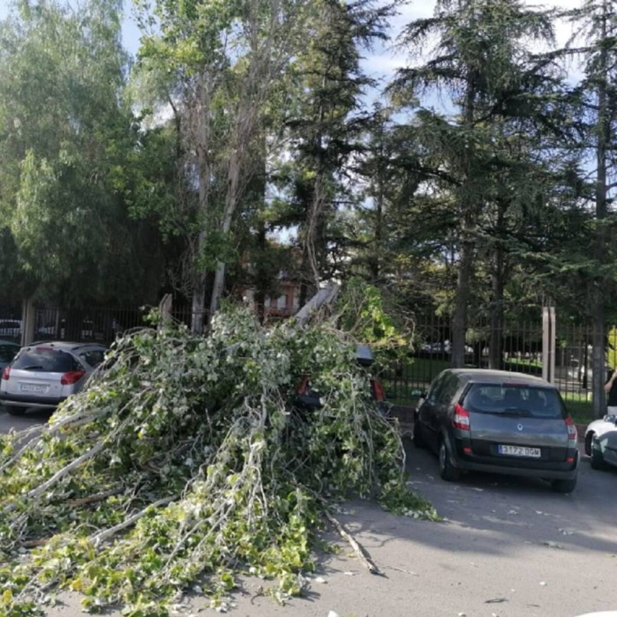 Caída de un árbol en Totana a consecuencia del viento y estrés térmico