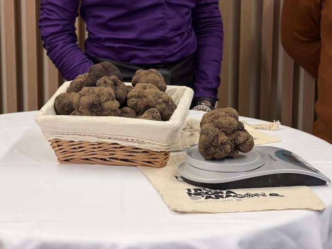 Trufas recién cogidas, mostradas en la presentación de la VI Feria de la Trufa negra de Graus