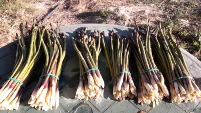 Priemra recogida de ajos en Eco Huerto Sax