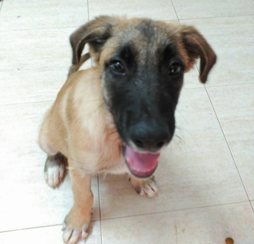 Uno de los cachorros abandonados en la protectora de animales