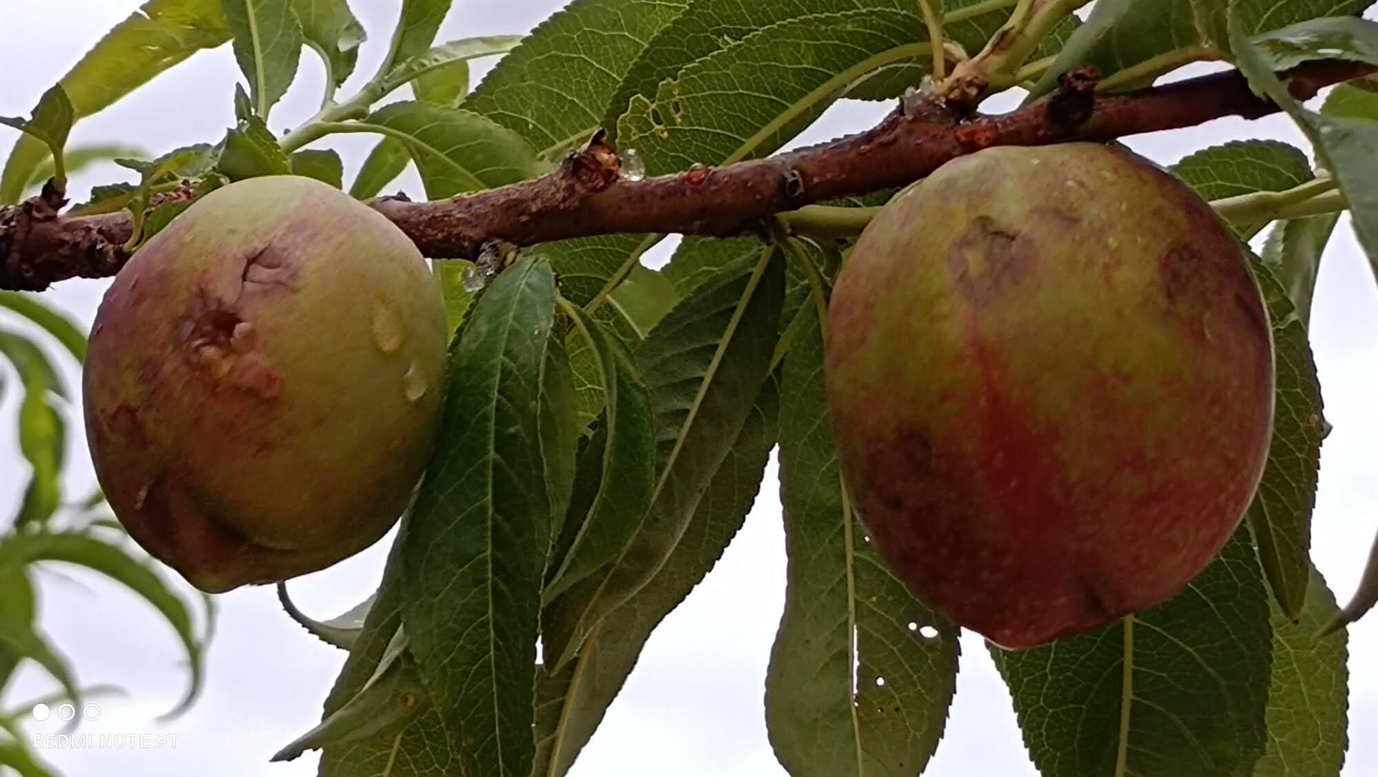 Imagen de unos melocotones de Cieza dañados por el pedrisco