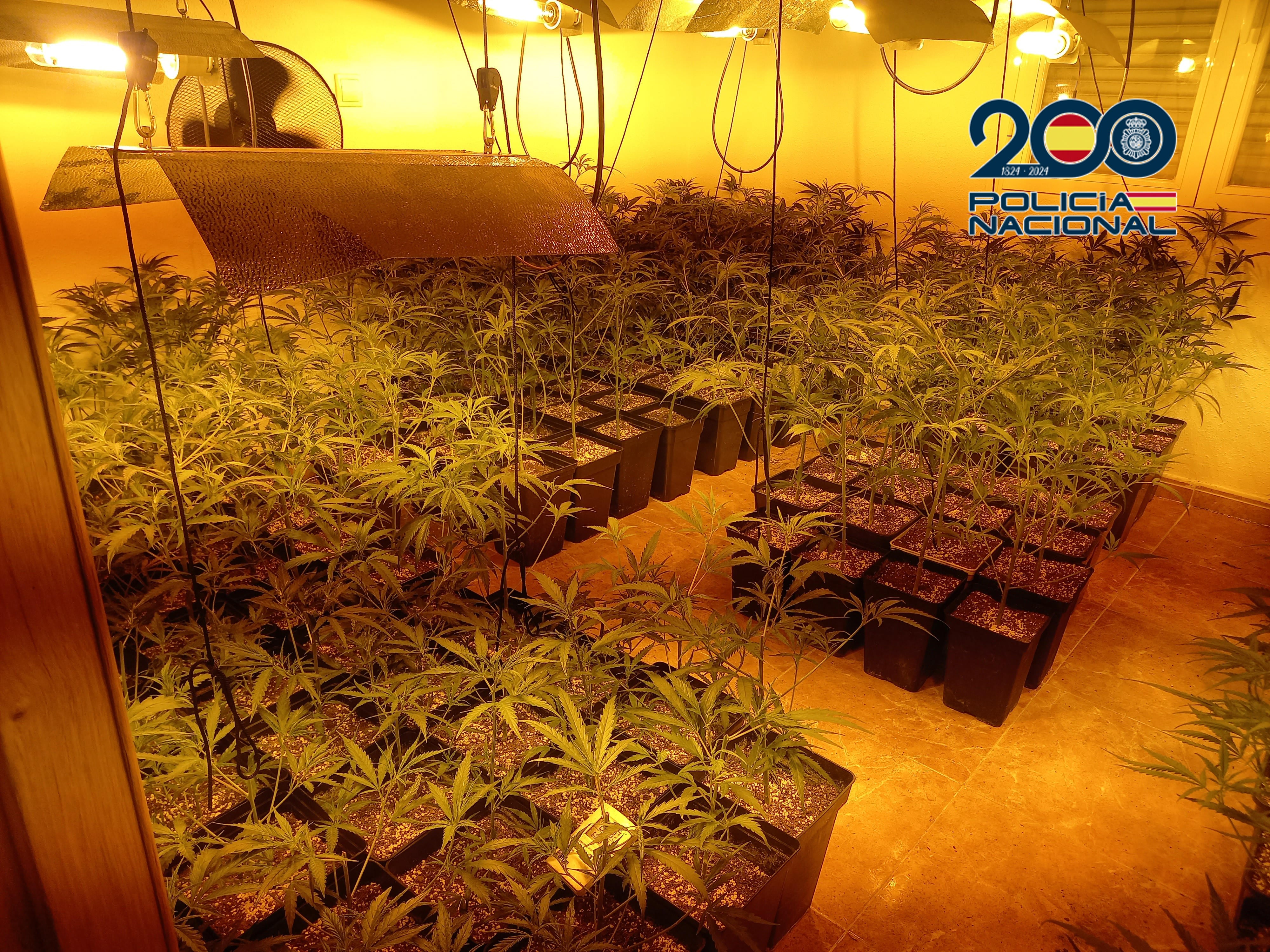 Centro de cultivo de marihuana &quot;indoor&quot; en Velada. Foto: Policía Nacional.