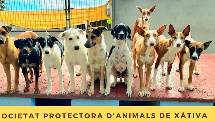 Declaracions SPAX Xàtiva en "Hoy por Hoy Xàtiva".