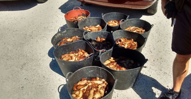 Holoturias incautadas