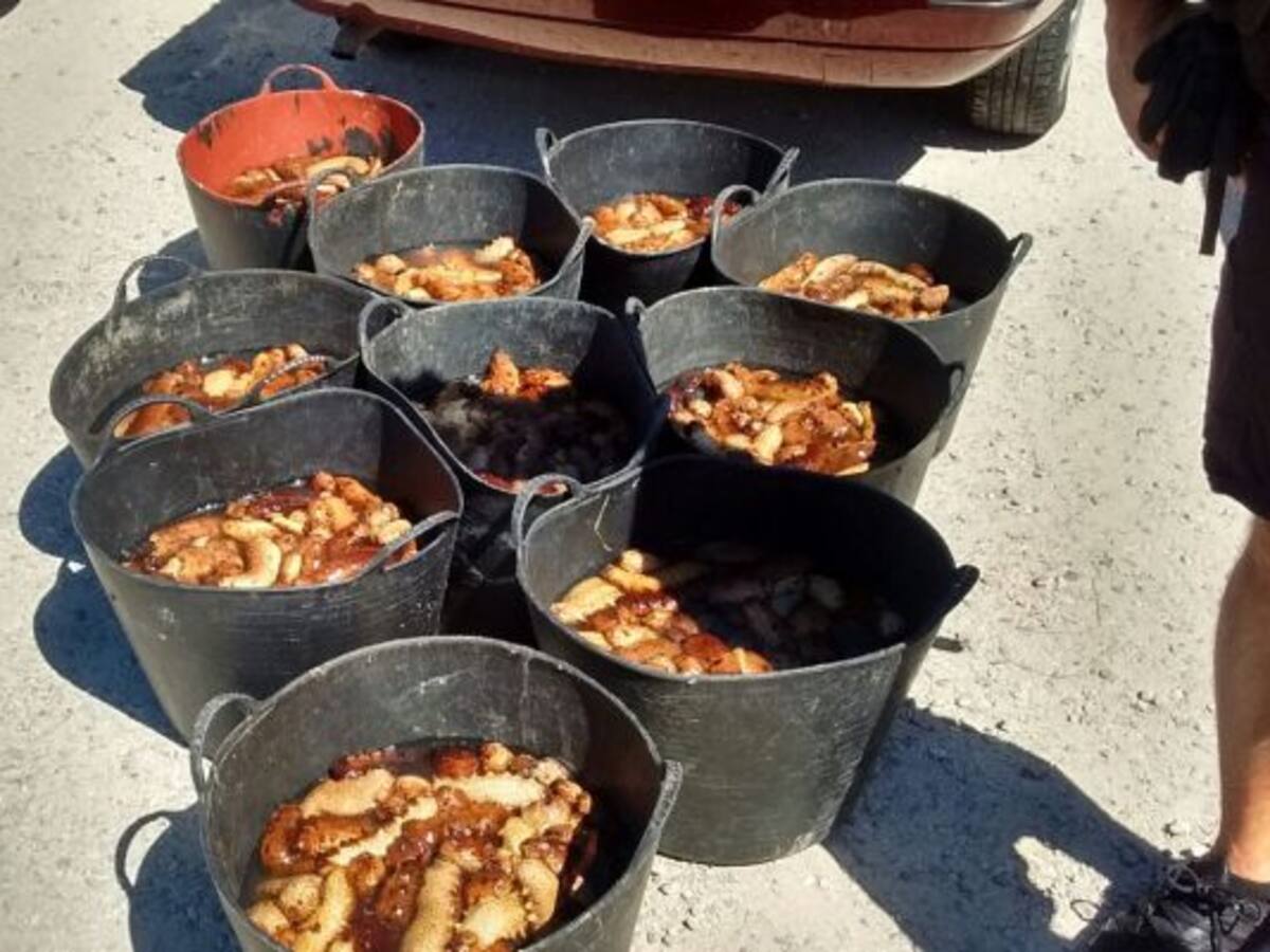Intervenidos 200 kilos de holoturias vivas en Cádiz