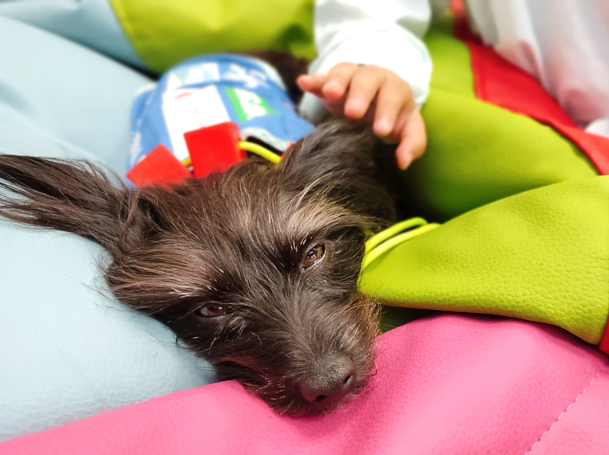 El contacto con los animales relaja la tensión de los menores