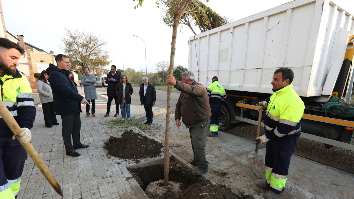 El tercer Plan de Arbolado de Toledo contempla la plantación de más de 2.000 ejemplares