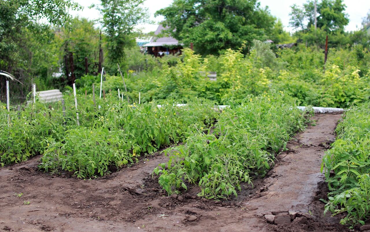 El tomate zaragozano recupera su sabor gracias a un proyecto.