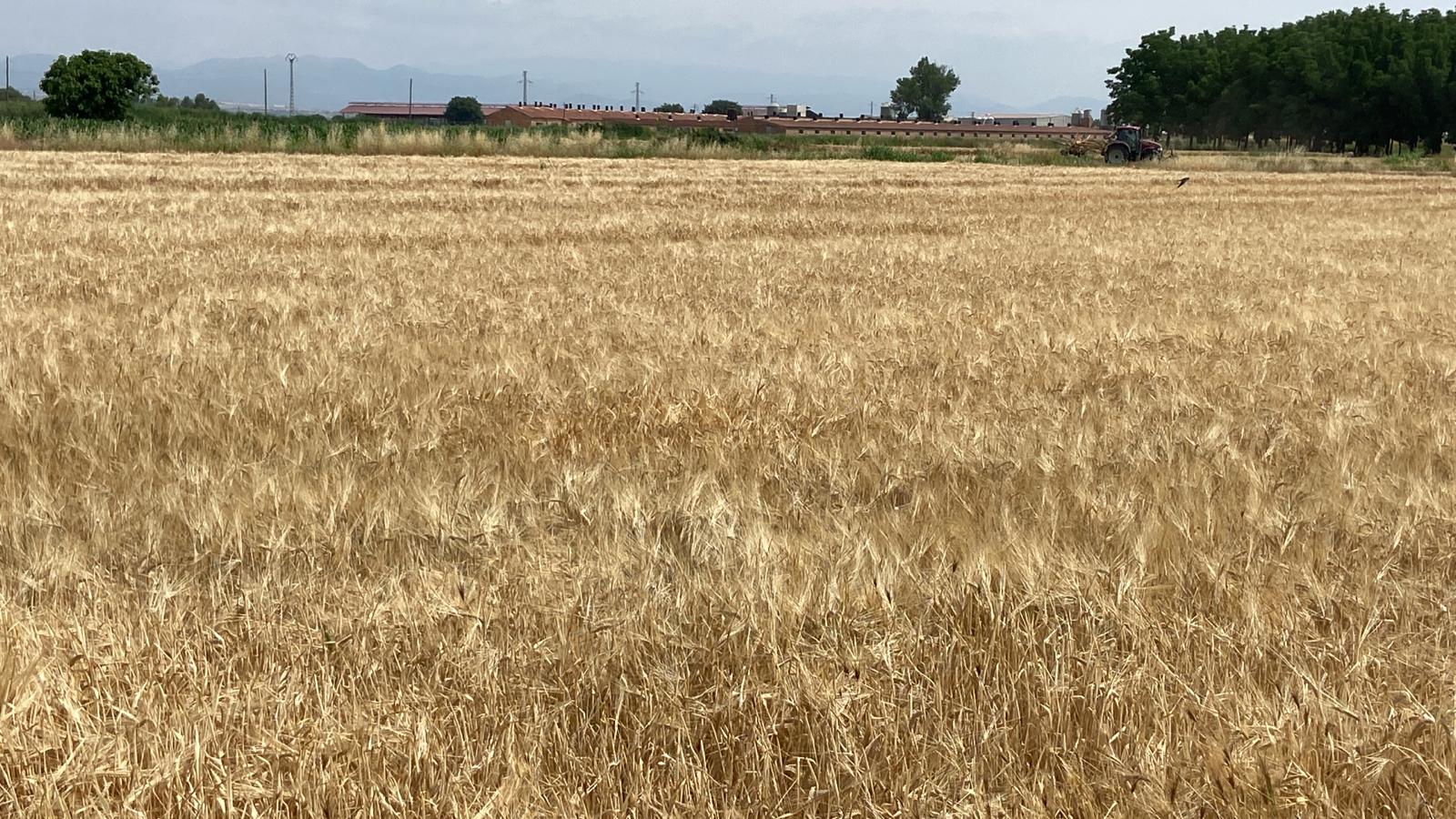 Camp ordi de reg a Termens