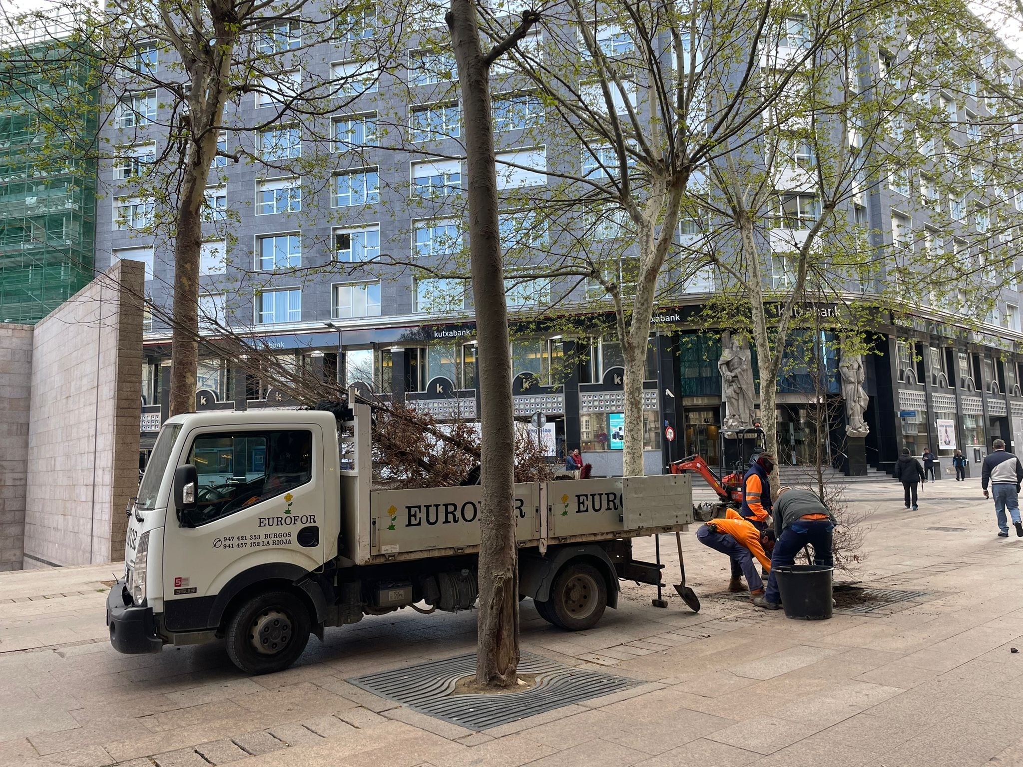 Tala de plataneros secos en la Plaza de los Fueros de Vitoria