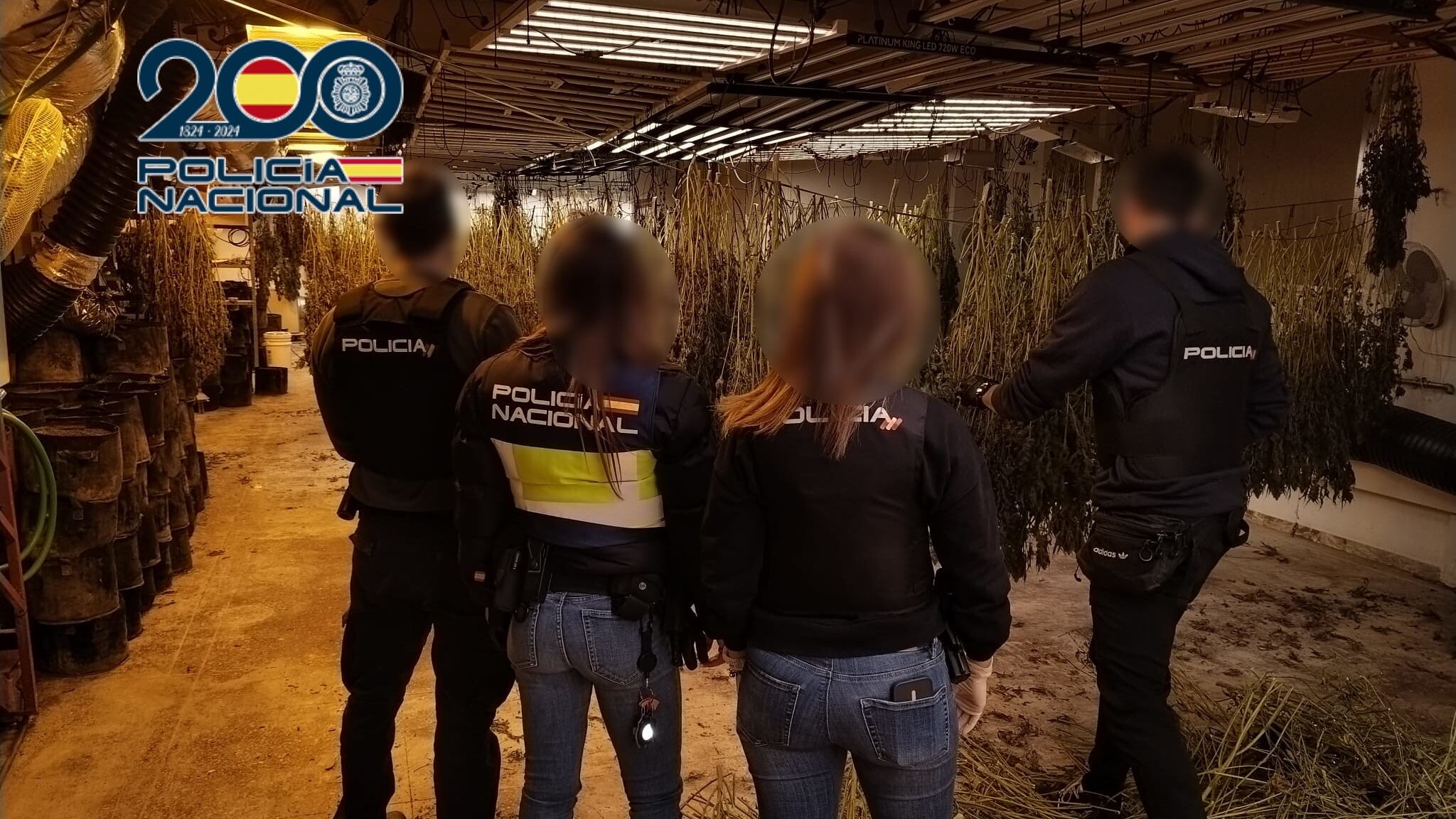 La investigación se inició tras recibir informaciones sobre la posible existencia de una plantación en una nave industrial