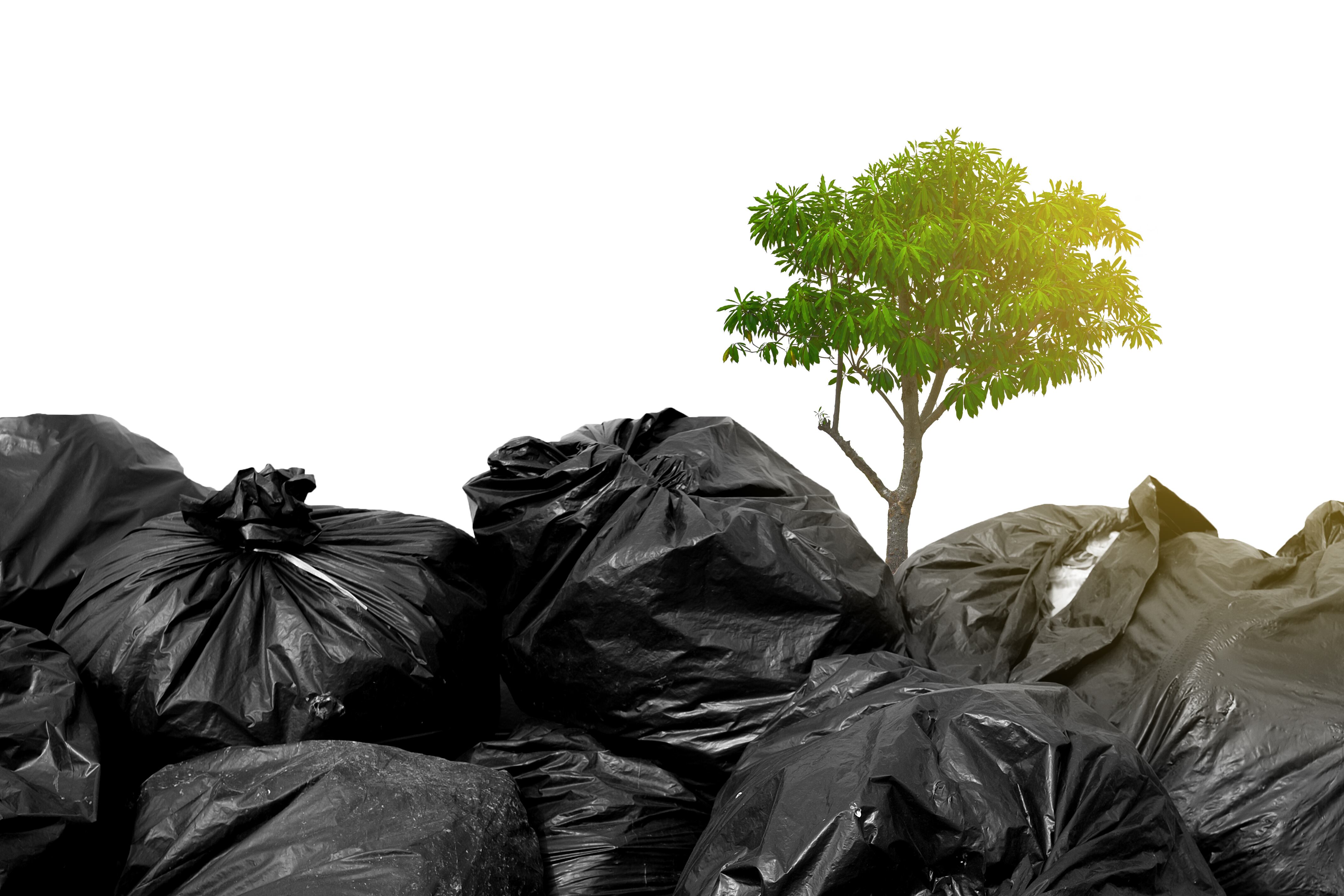 Bolsas de basura y un árbol