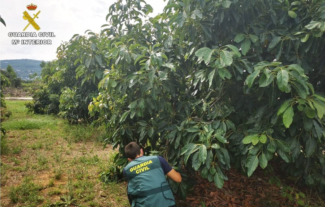 Imagen de la operación &#039;Oro Verde&#039;