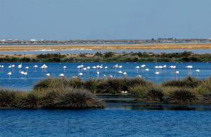 Un grupo de flamencos en Doñana