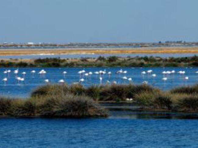 Un grupo de flamencos en Doñana