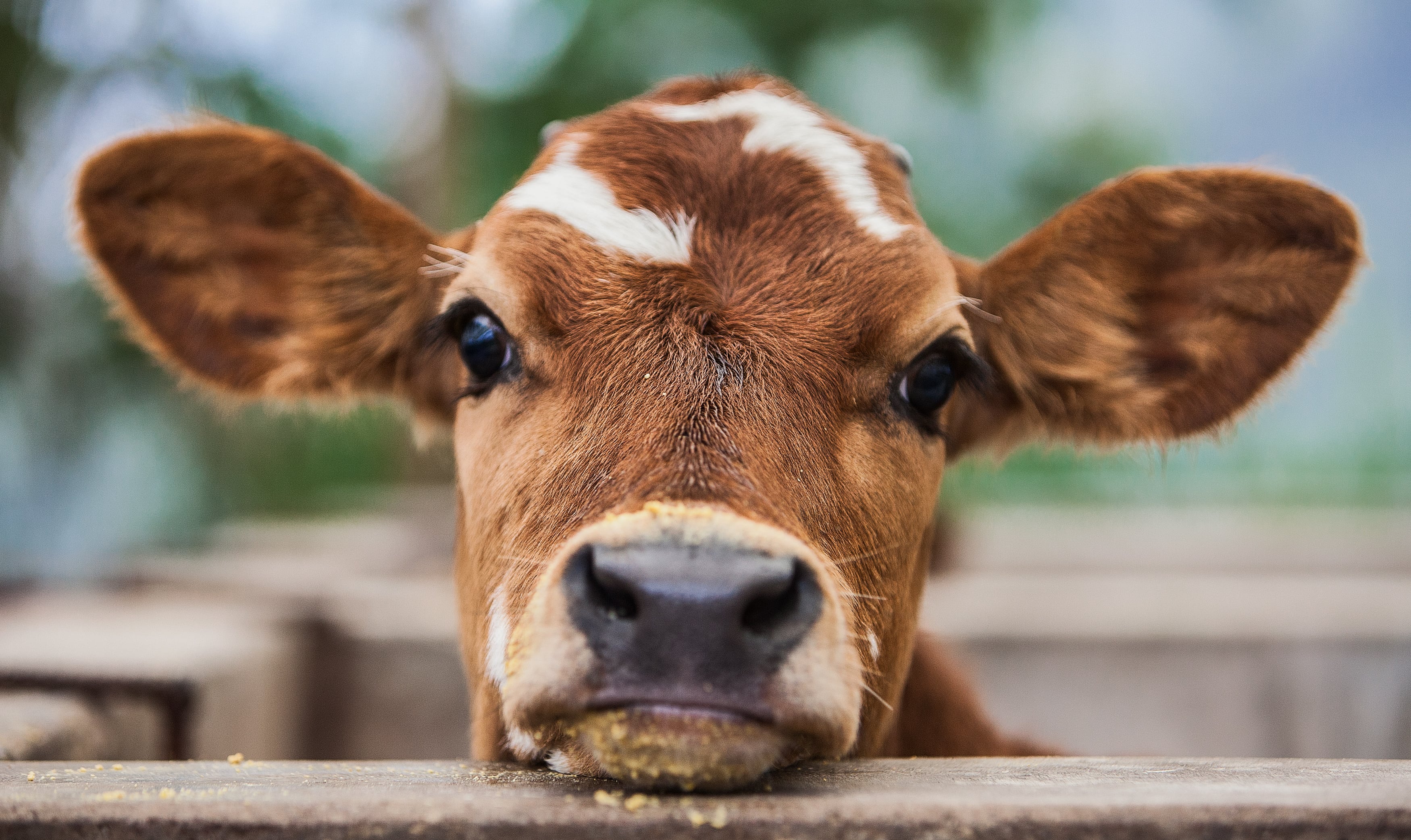 El ganadero fuenlabreño asegura que hay temor en el sector porque haya desabastecimiento del alimento para los animales.