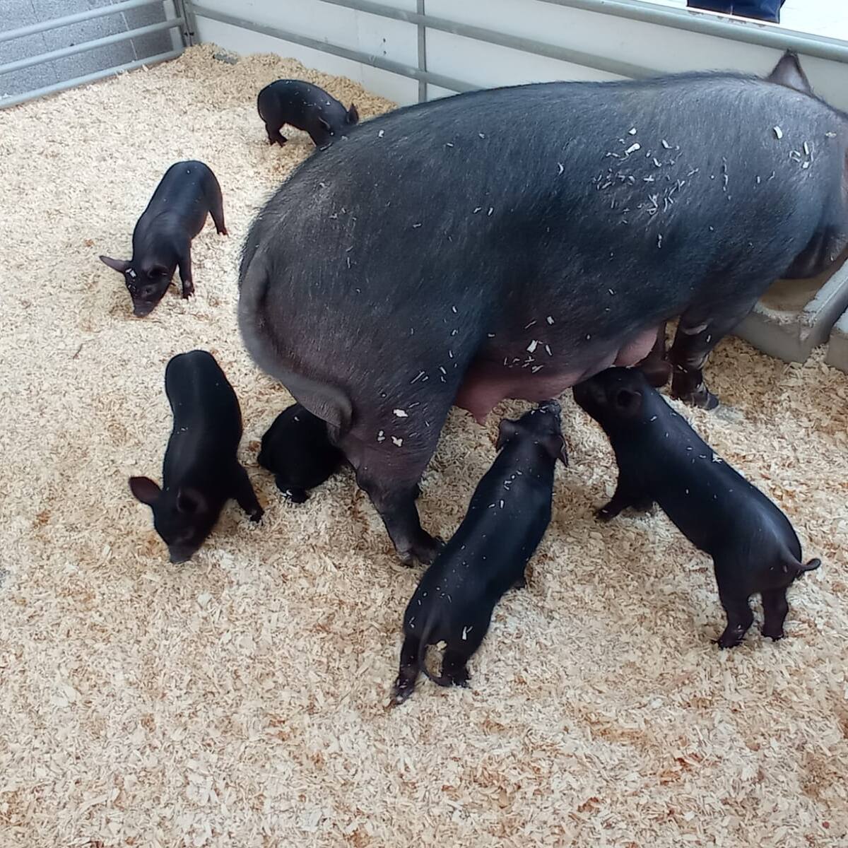 Patri Bermúdez: "Estudiaremos en las próximas ediciones contar con el recinto del Huerto de la Rueda para ampliar nuestra exposición"