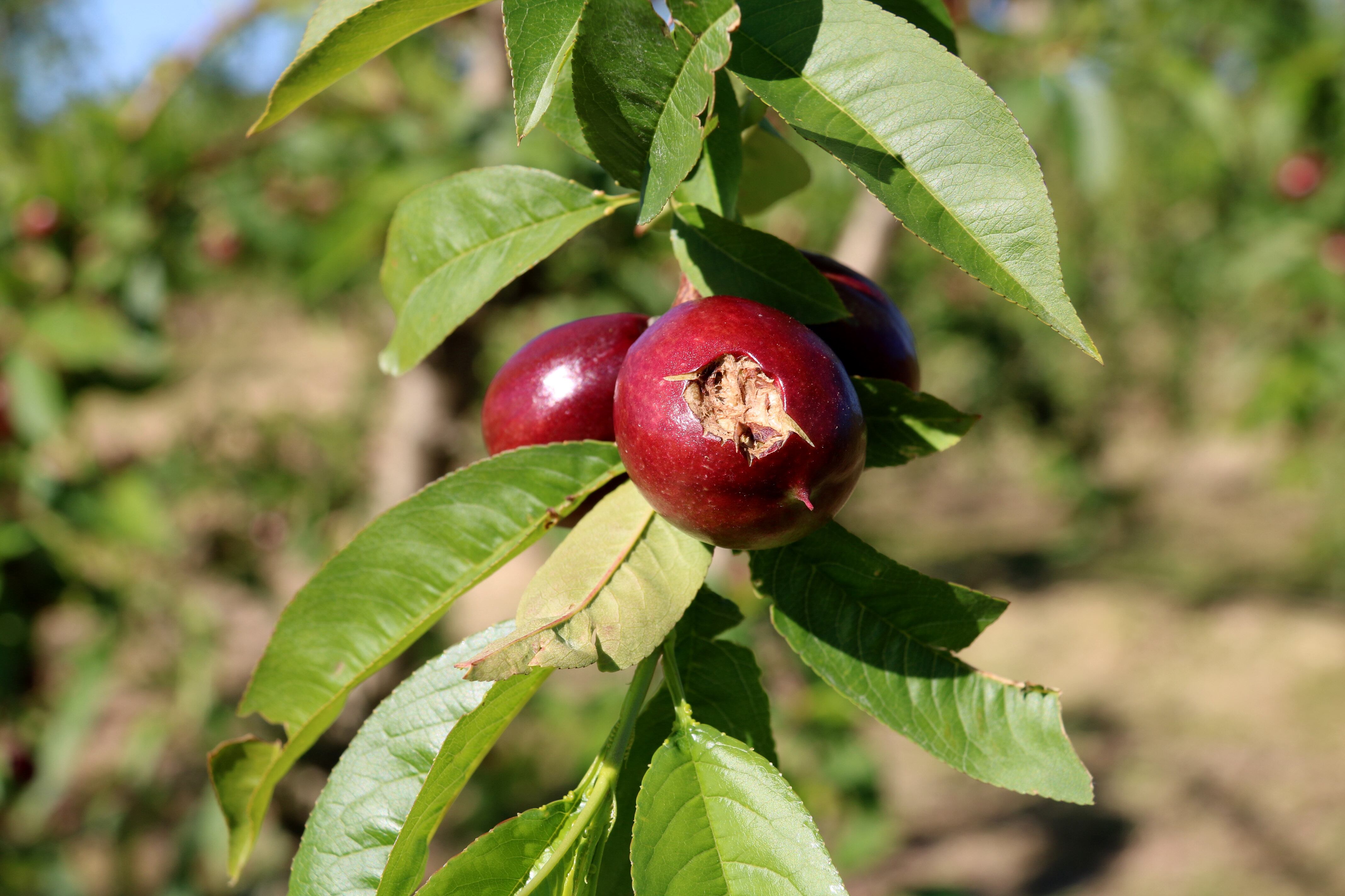 Un dels fruits danyats per la pedregada del passat 19 d'abril a la plana de Lleida. Foto: ACN.