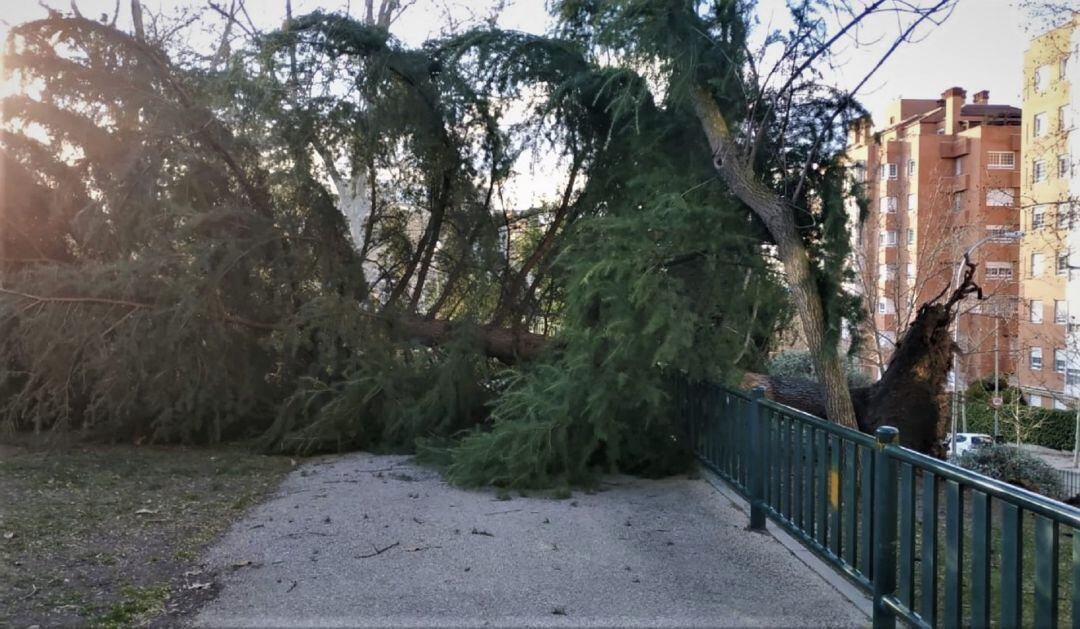 Un árbol del parque Almansa, en el distrito Moncloa Aravaca, se ha caído debido a las fuertes rachas de viento
