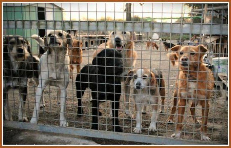 Varios perros buscan una segunda oportunidad dentro de un refugio con más de 250 animales