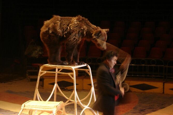 Imagen de un circo con animales.