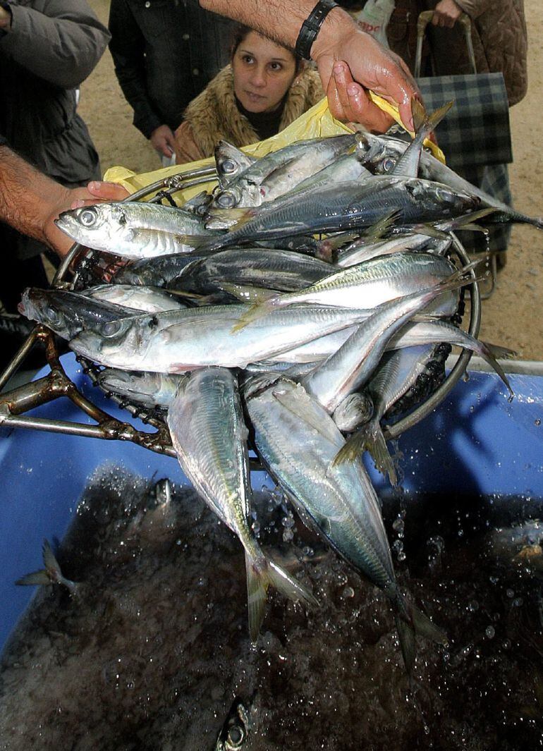 Los pescadores del cerco gallego regalan pescado para protestar por la situación del sector y en contra del reparto de cuotas, esta mañana en Santiago de Compostela.