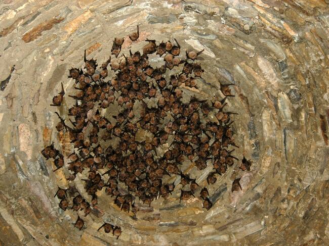 Colonia de murciélagos durmiendo.