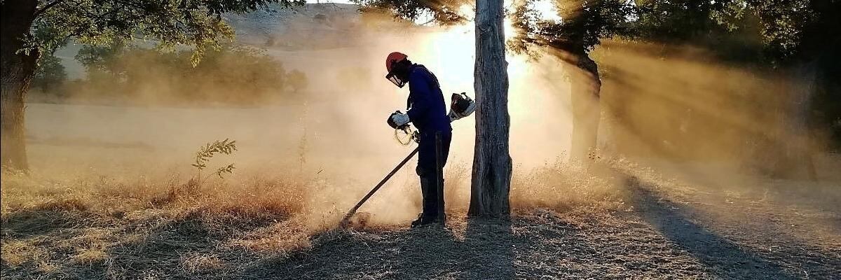 Plan de Empleo Forestal de Diputación de Palencia