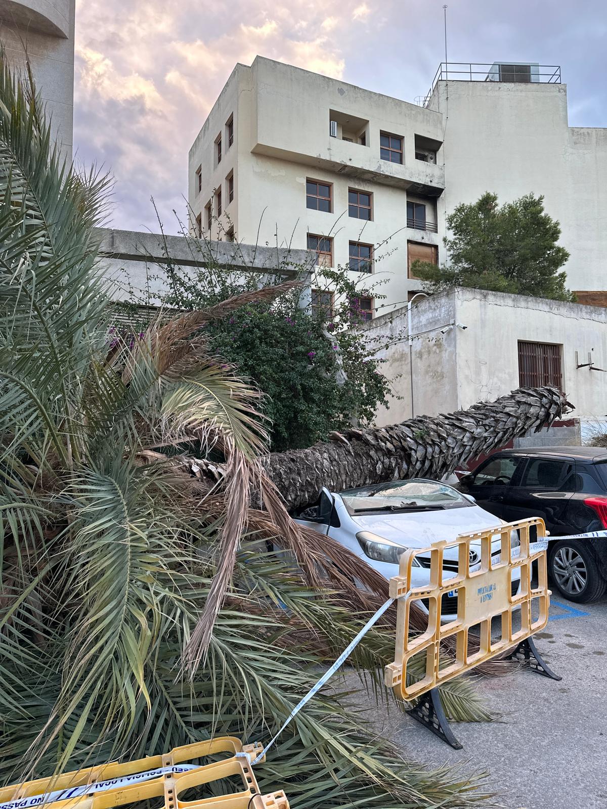 Palmera caída sobre dos árboles