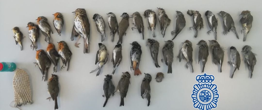 Aves muertas interceptadas por la Policía Nacional.