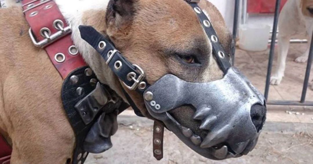 Actuación en Palencia en materia de perros potencialmente peligrosos