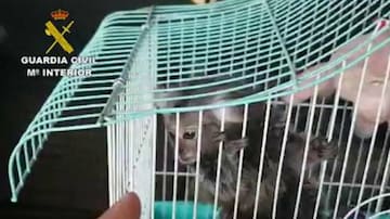 La Guardia Civil investiga a 11 personas por la venta ilegal de primates