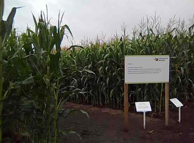 Plantas de maíz transgénico que se cultivan en el Jardín Científico de Uplingen (Alemania)