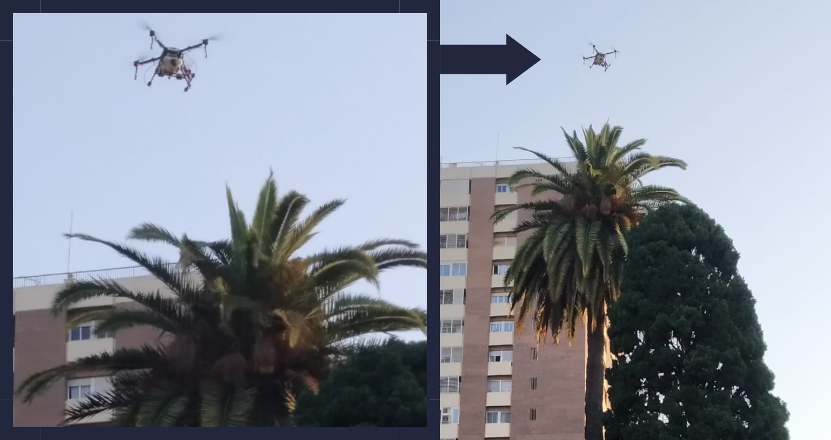 Drones en València para combatir el picudo rojo