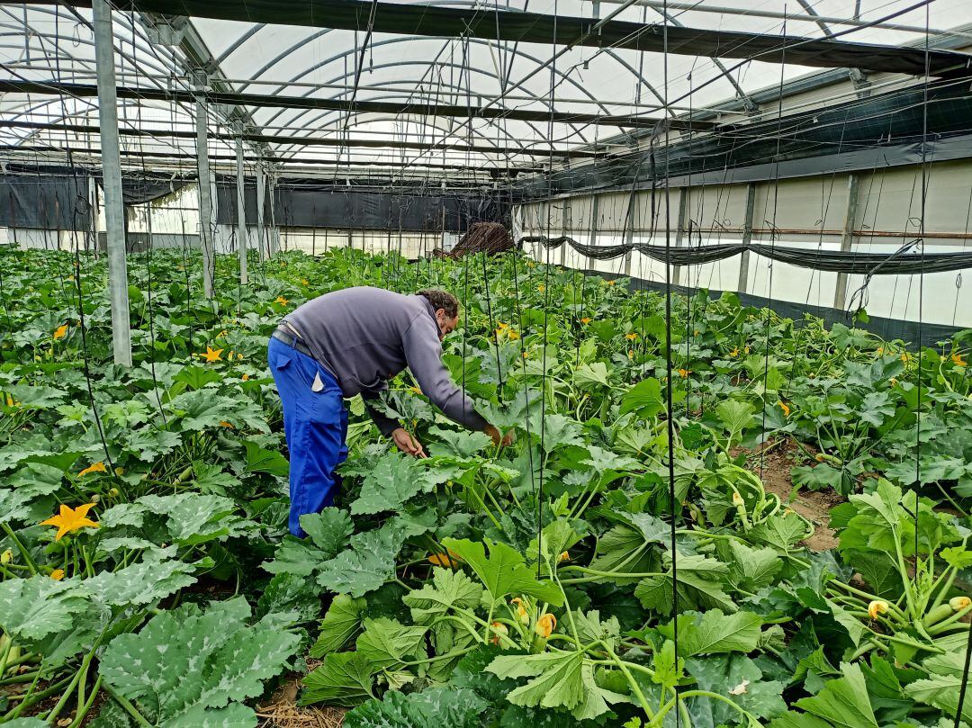 Nuevos proyectos que COAG lleva a cabo en el capmo gaditano