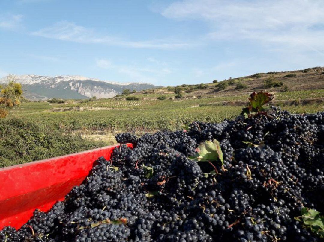 Vendimia en Rioja Alavesa