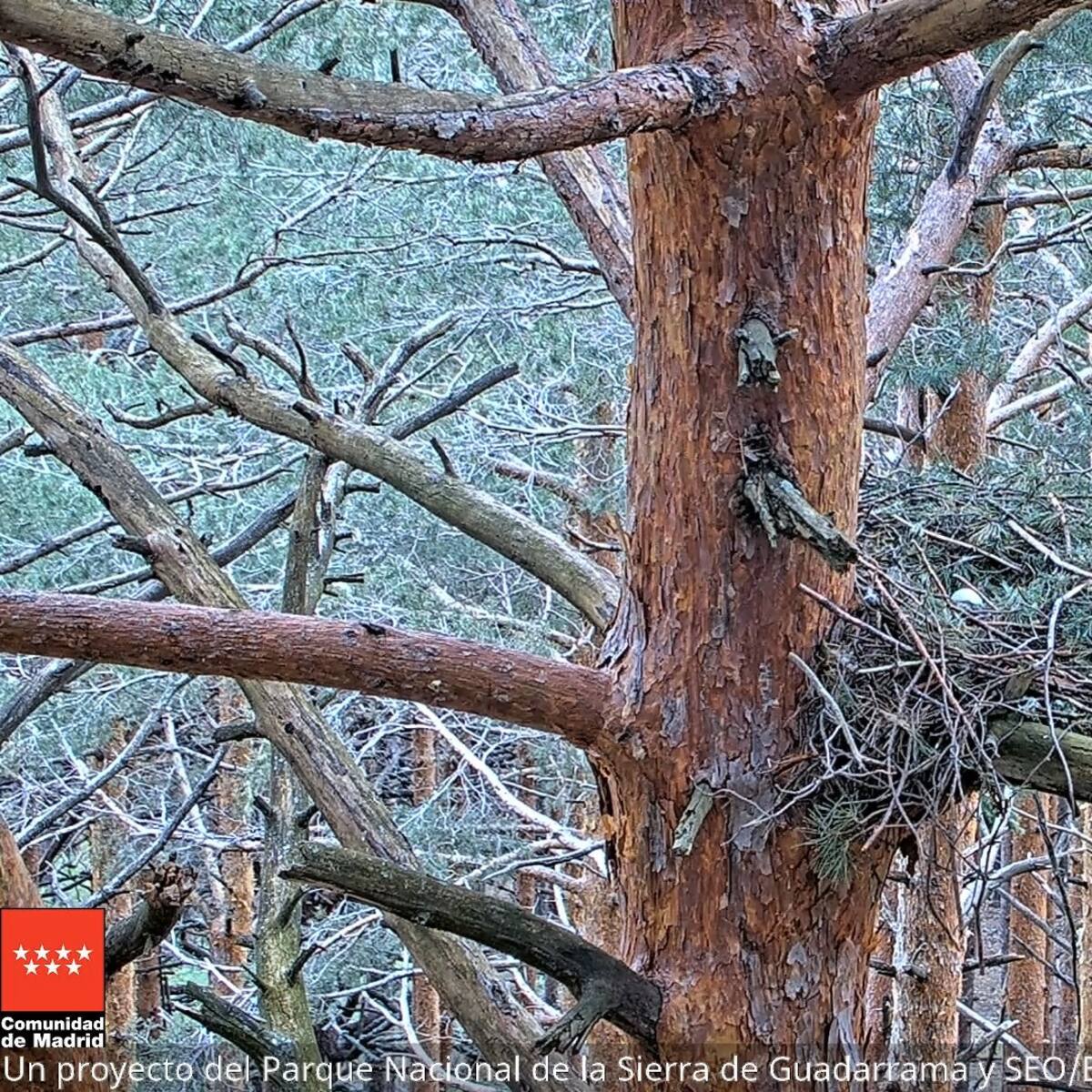 Nueva pareja y un huevo en el nido de águila calzada de Rascafría que puede verse en directo