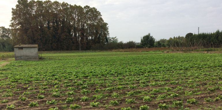 Un hort amb enciams plantats.