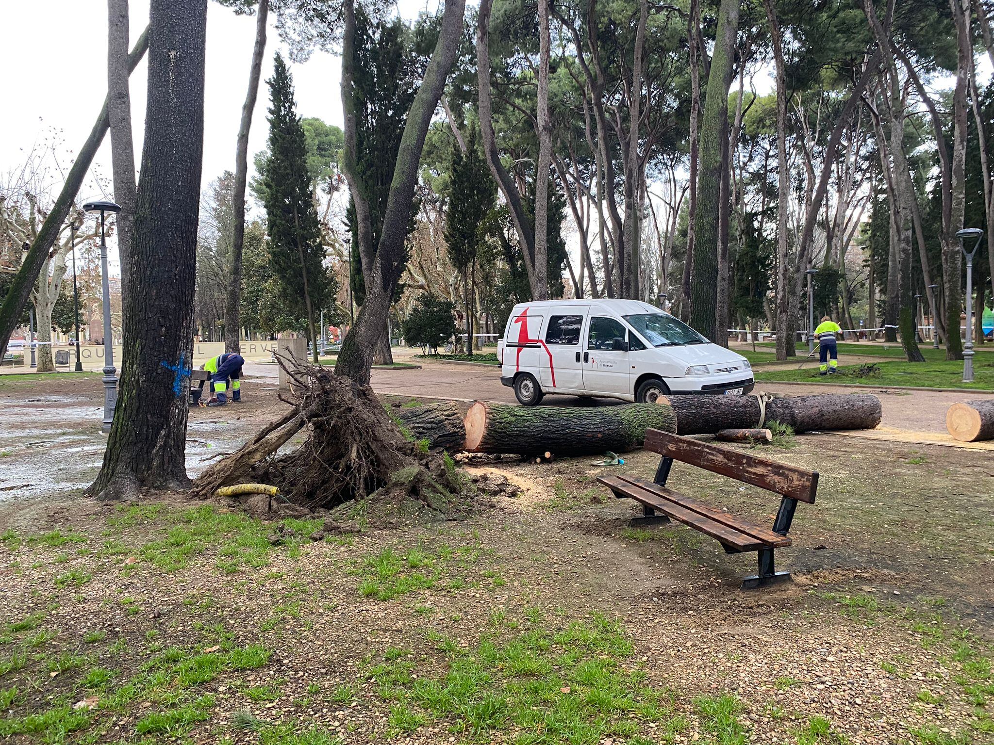 Estado en el que quedó el pino que cayó enh el pinar del Parque Miguel Servet