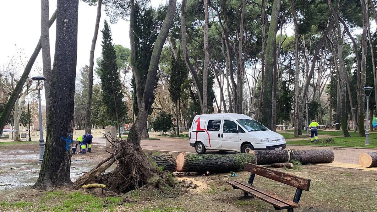 El Ayuntamiento de Huesca plantea un Plan Director para decidir cómo se van sustituyendo los árboles más frágiles del Parque Miguel Servet