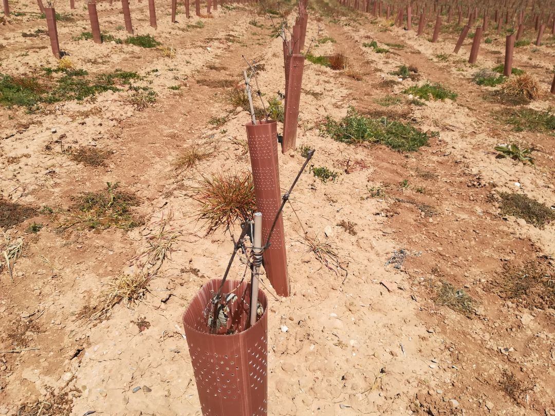 Viñedos recién plantados en la Ribera del Duero