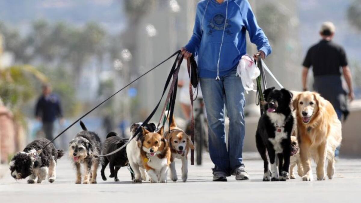 Las mascotas están de moda