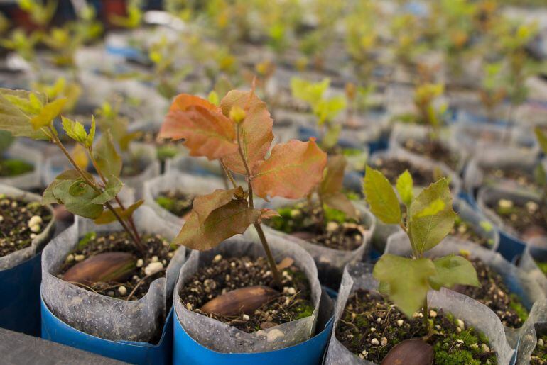 Detalle de las plantas de un semillero. 